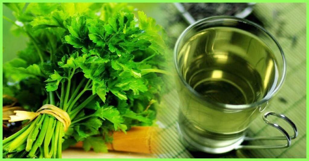 Decoction made on the basis of parsley is a therapeutic tool for the treatment of prostatitis